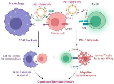 Concurrent immune checkpoint blockade for enhanced cancer immunotherapy utilizing engineered hybrid nanovesicles